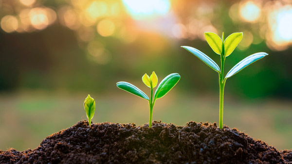 Brotes de planta creciendo por etapas: longevidad y salud metabólica